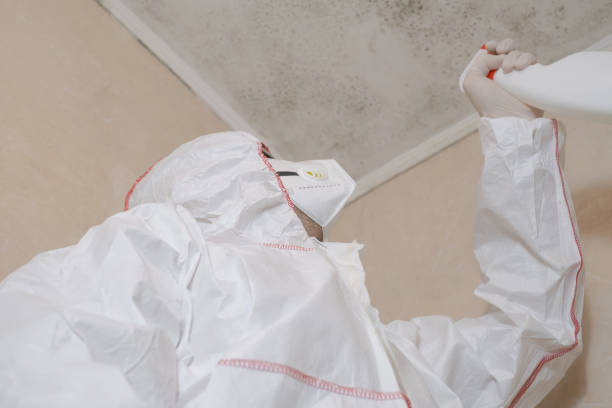 Best Commercial Mold Removal  in South Paris, ME