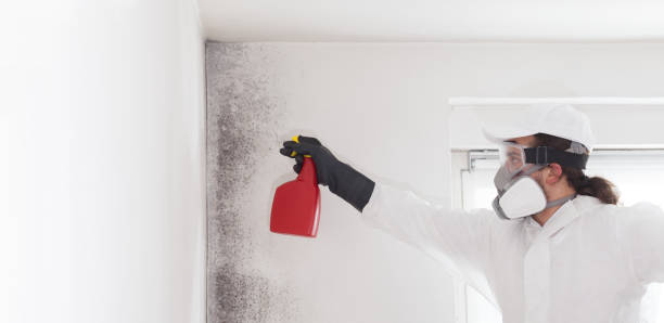 Mold Testing and Removal in South Paris, ME