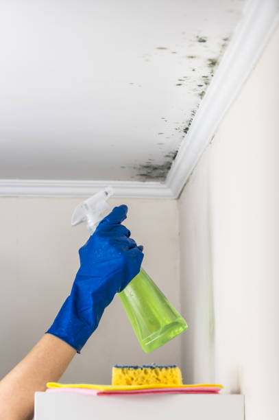 Best Affordable Mold Removal  in South Paris, ME